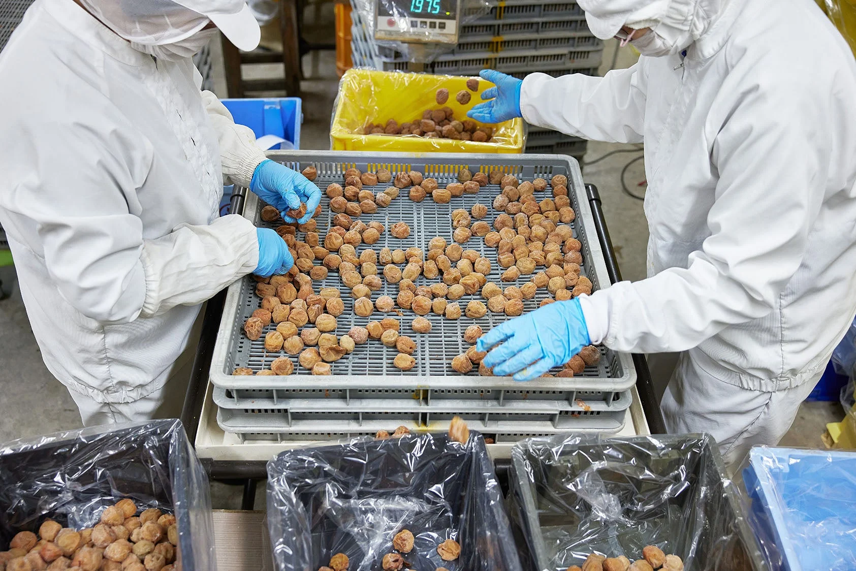 食品工場での選別作業