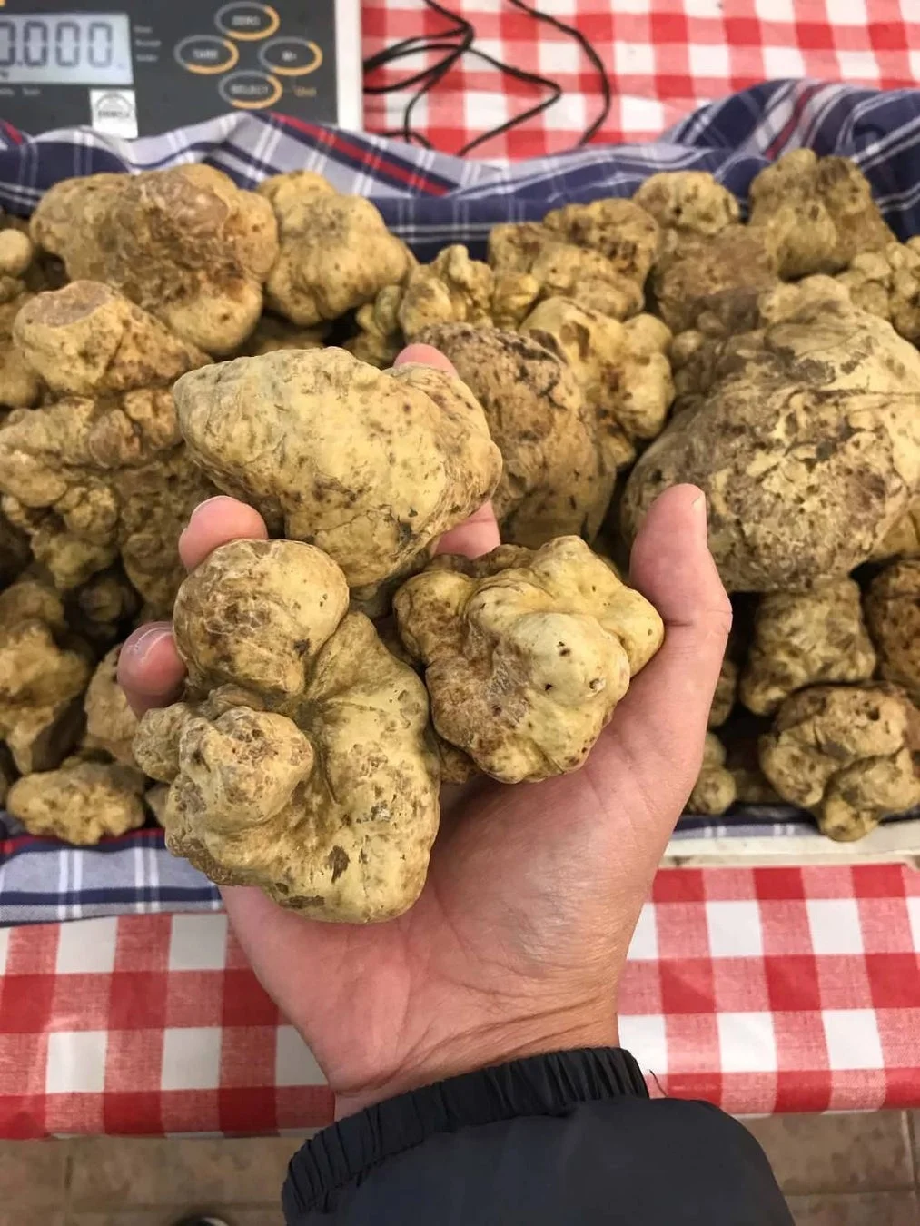 山積みにされた白トリュフ