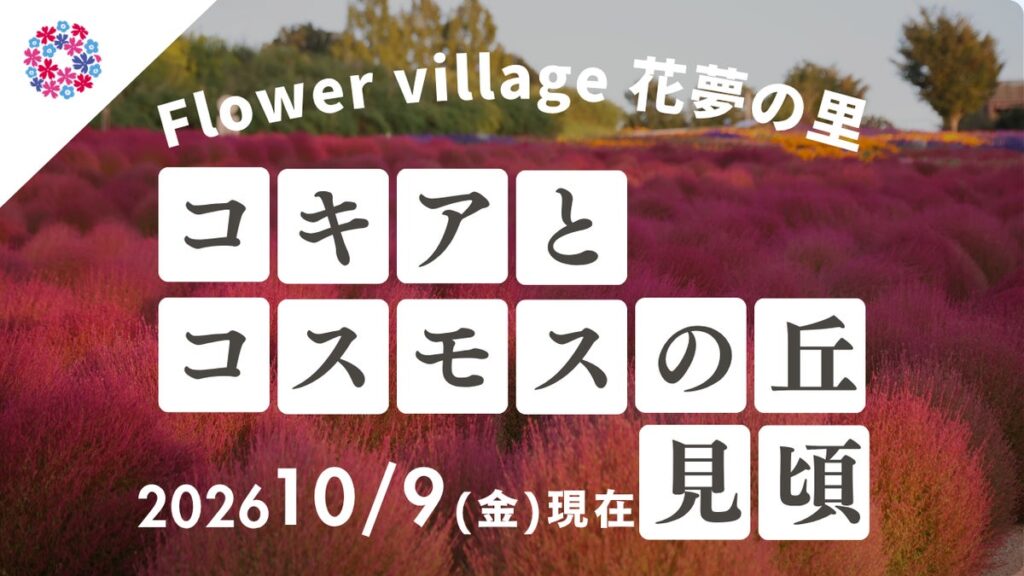 【広島／世羅】秋色のコキア・コスモスが見頃です コキアとコスモスの丘《Flower village 花夢の里》