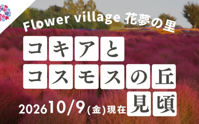 【広島／世羅】秋色のコキア・コスモスが見頃です コキアとコスモスの丘《Flower village 花夢の里》