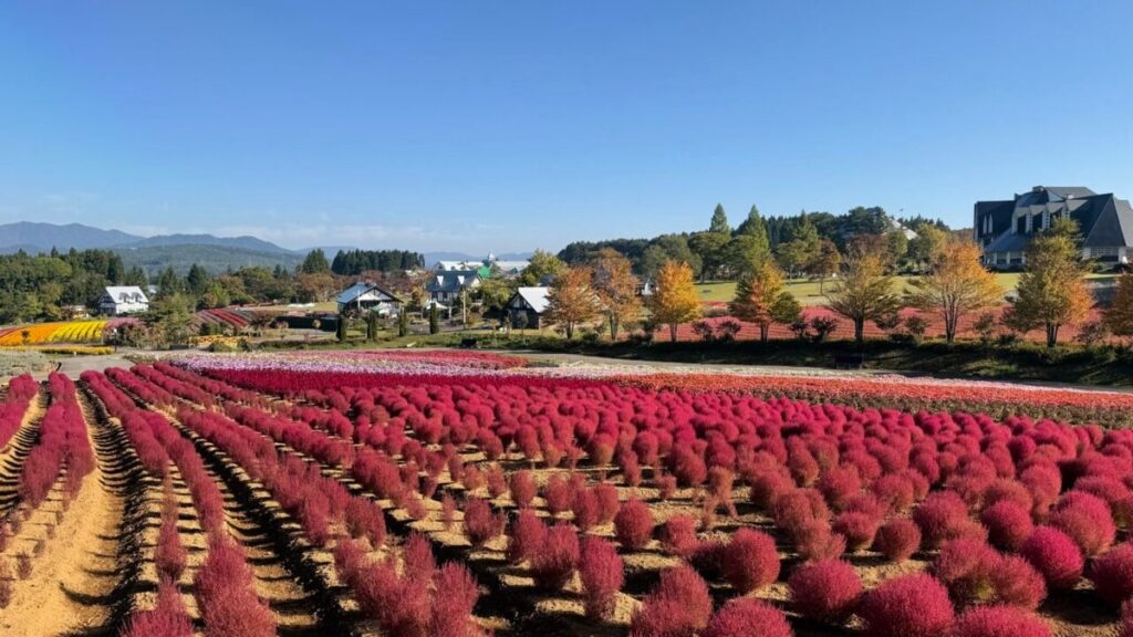 【岐阜・ひるがの高原】秋の花畑がいよいよフィナーレ！約3,000株の真っ赤なコキアが見頃のピークに