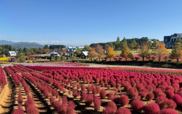 【岐阜・ひるがの高原】秋の花畑がいよいよフィナーレ！約3,000株の真っ赤なコキアが見頃のピークに
