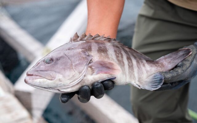 幻の高級魚マハタの「若狭おばま醤油干し」を新開発！100年フード実行委員会主催【あの海の見える、路地マルシェ】（10/31:福井県小浜市）にて初登場