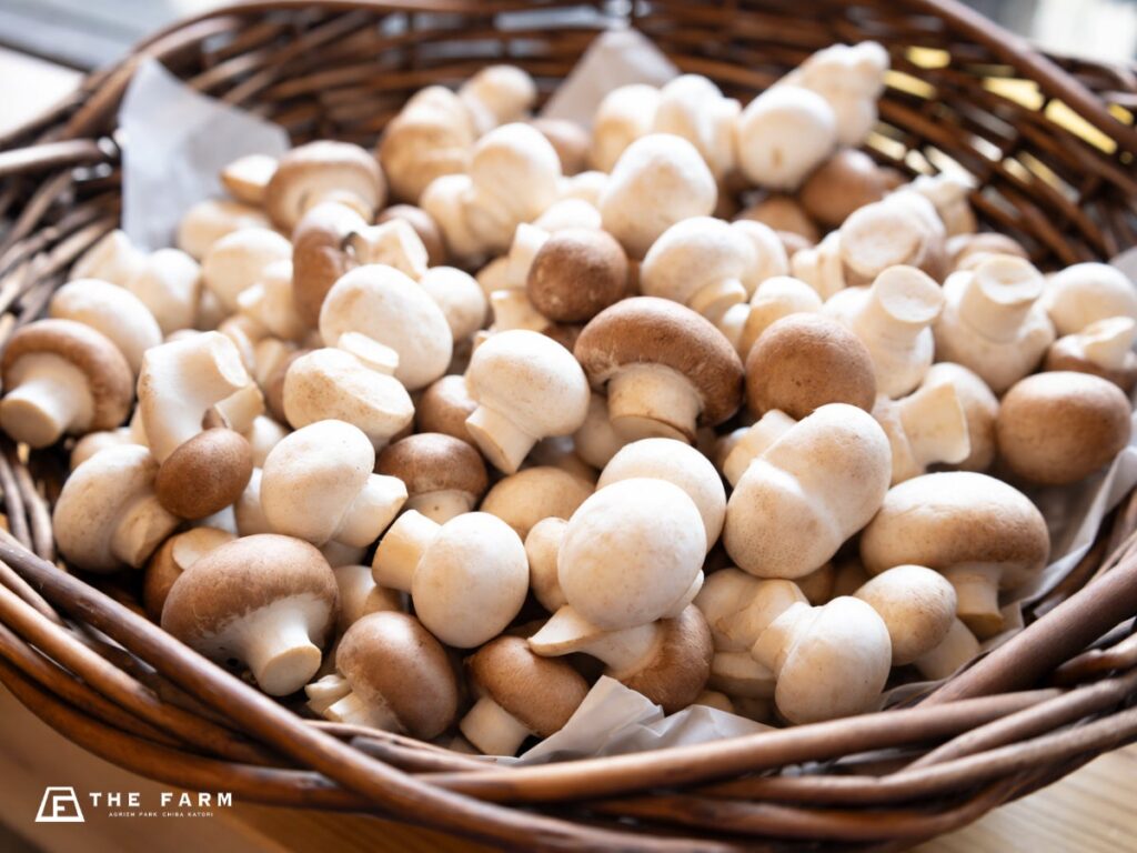 【農産物詰め放題祭り】秋冬の味覚を袋いっぱいに！千葉・香取「THE FARM BASE」にて開催中