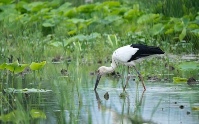 【徳島 鳴門】 今年も開催！「コウノトリれんこん」収穫体験♪ SDGsコウノトリ応援 スペシャルデー宿泊プラン☆11月2日、3日 宿泊限定