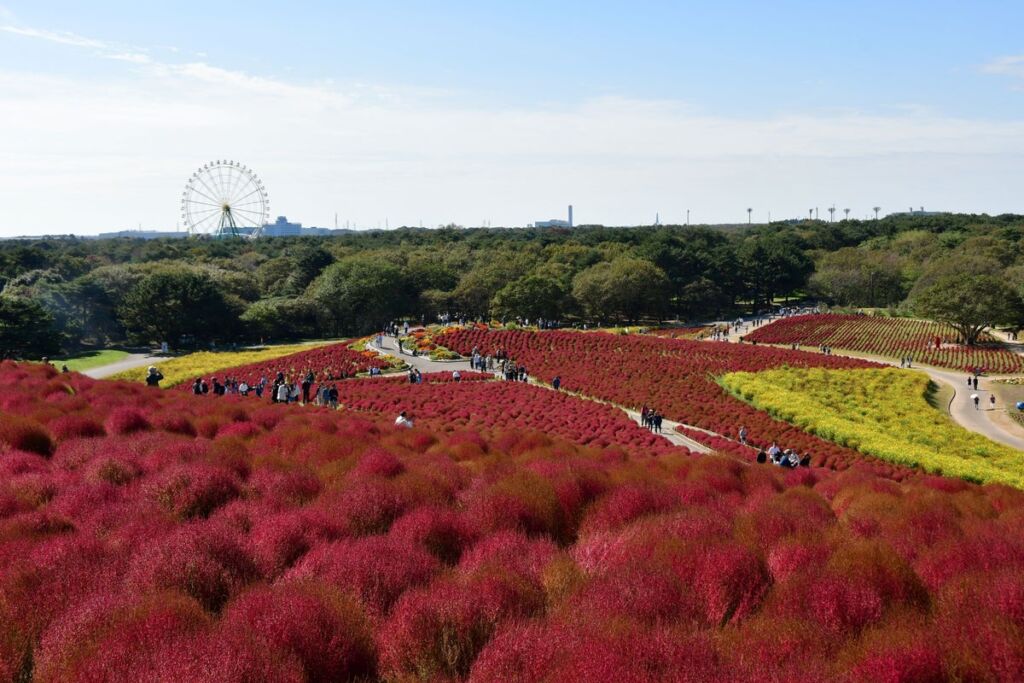コキア 赤と琥珀色のグラデーションへ（国営ひたち海浜公園）
