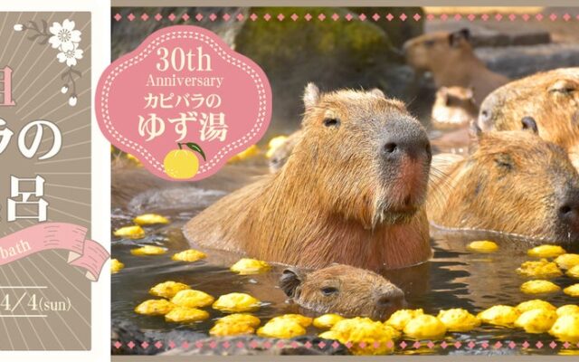 “伊豆の冬の風物詩” 伊豆シャボテン動物公園で「元祖カピバラの露天風呂」イベント開催！ 2026.11/21(土)風呂開き！ 恒例「カピバラのゆず湯」は30周年！！