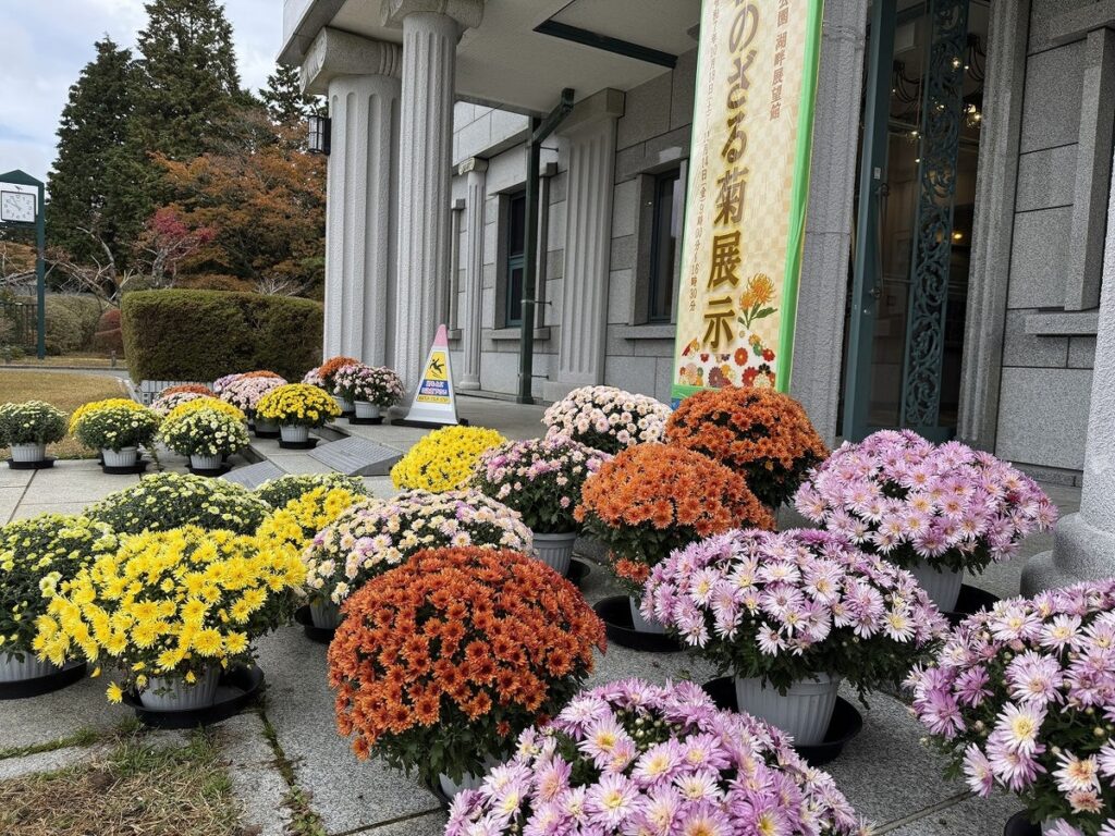 【恩賜箱根公園】80鉢のざる菊を展示し、秋の公園を彩ります