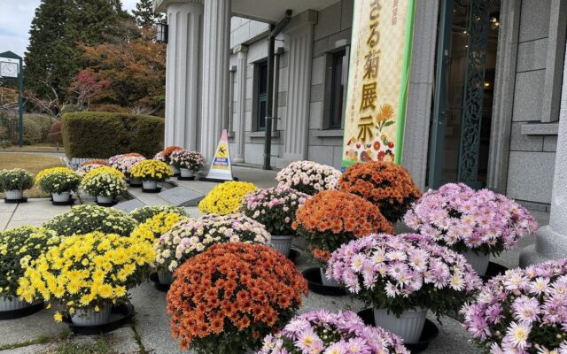 【恩賜箱根公園】80鉢のざる菊を展示し、秋の公園を彩ります