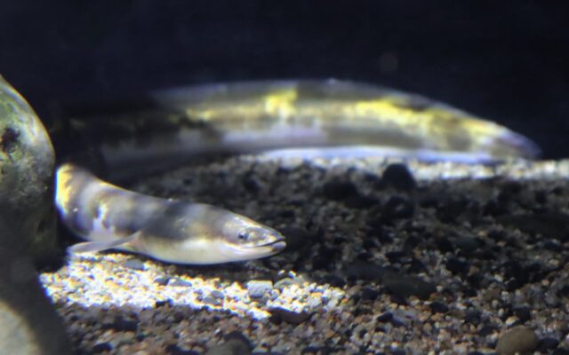 まるでバナナ⁉黄色のまだら模様が美しいニホンウナギを四国水族館で展示中